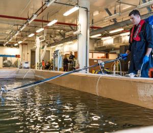 Experiments being conducted at Dalhousie University's Aquatron facility.