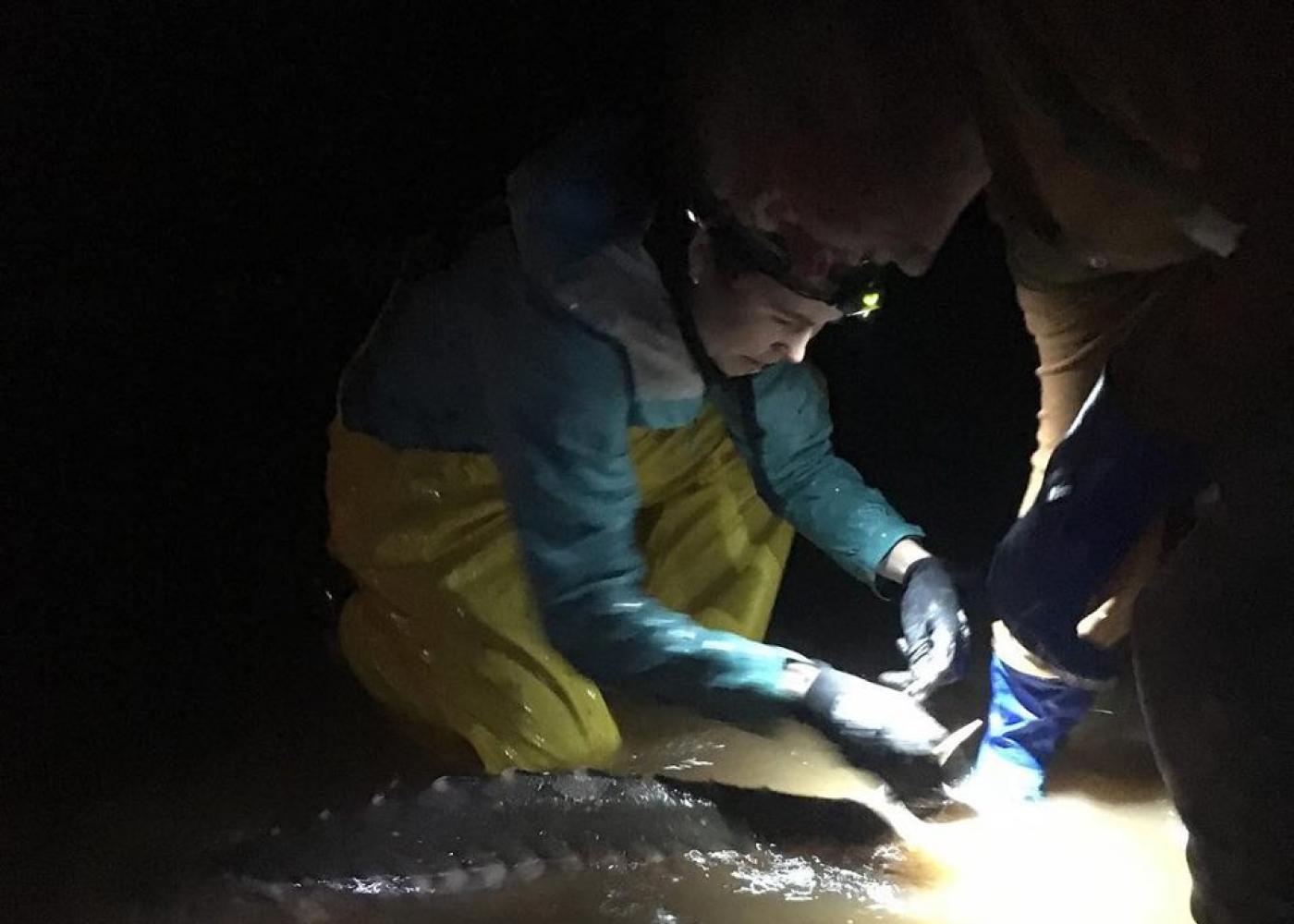 Jessie Lilly attaches a tag to an Atlantic Sturgeon at night